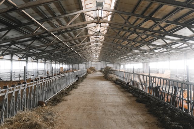 Mangeoires ferme : tout savoir pour une alimentation optimisée